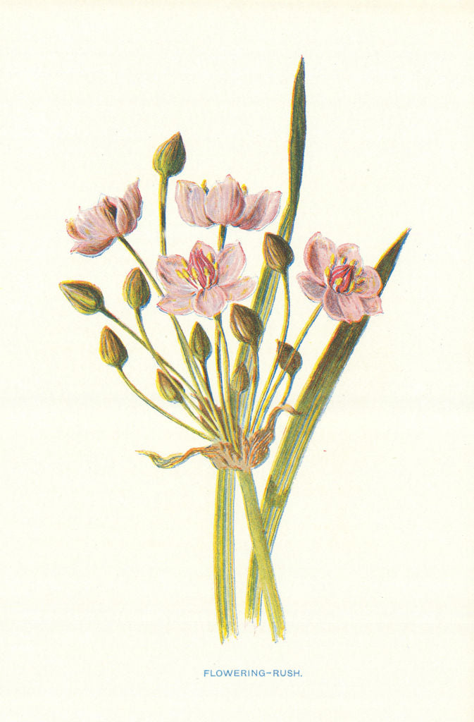 Flowering-Rush. Wild Flowers by Frederick Edward Hulme c1895 old antique print